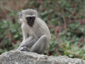 Hluhluwe-Umfolozi Park